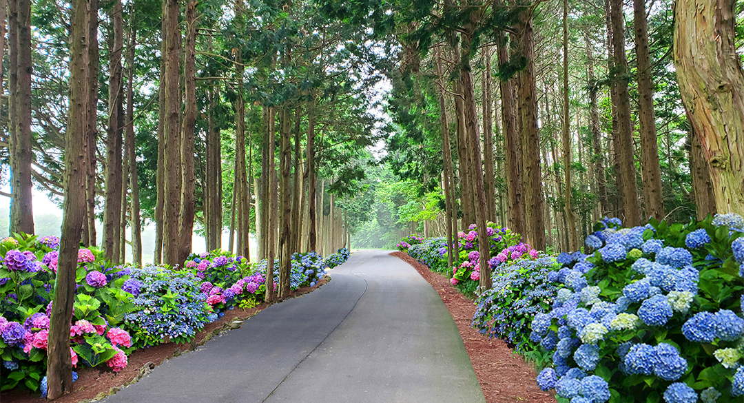 사이프러스 골프장 예약 이미지 3