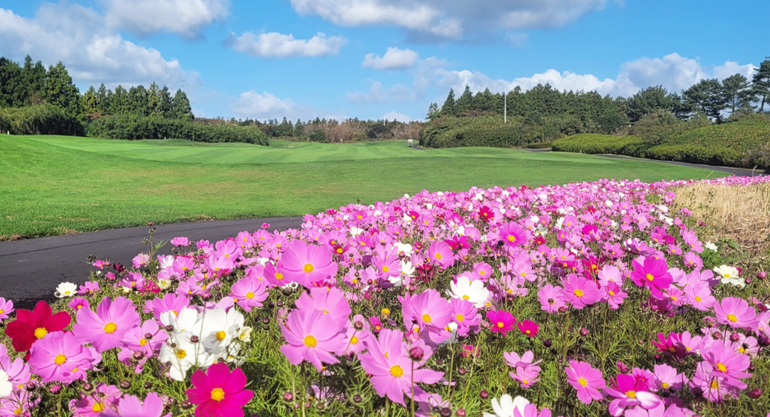 사이프러스 골프장 예약 이미지 4