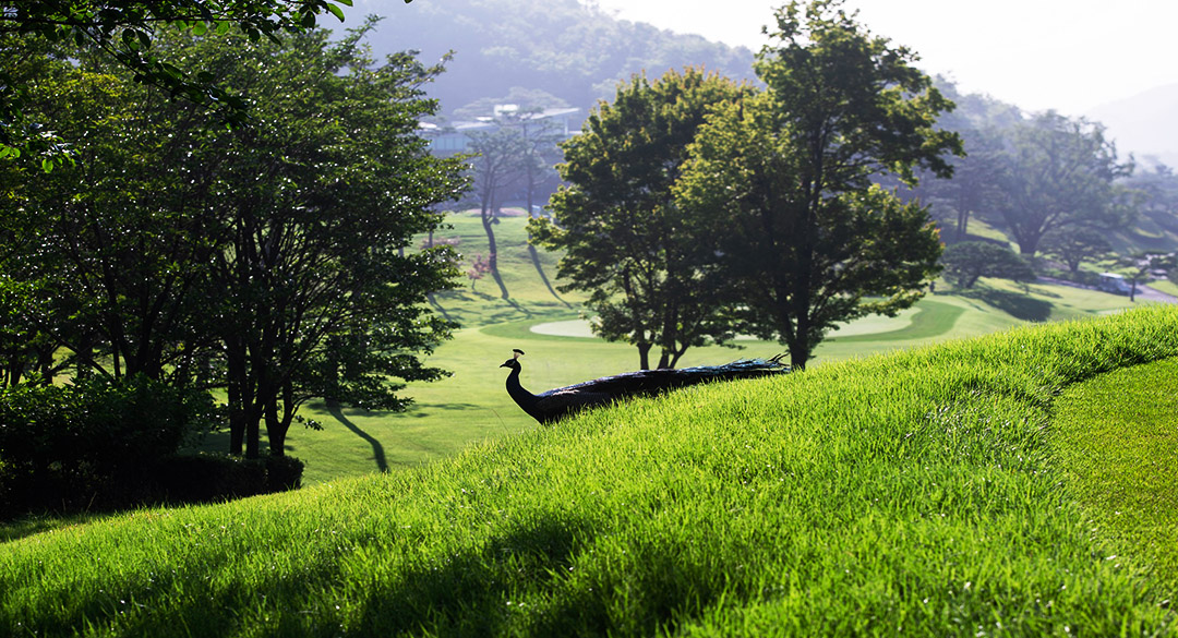 글렌로스(P9)골프클럽 골프장 예약 이미지 6