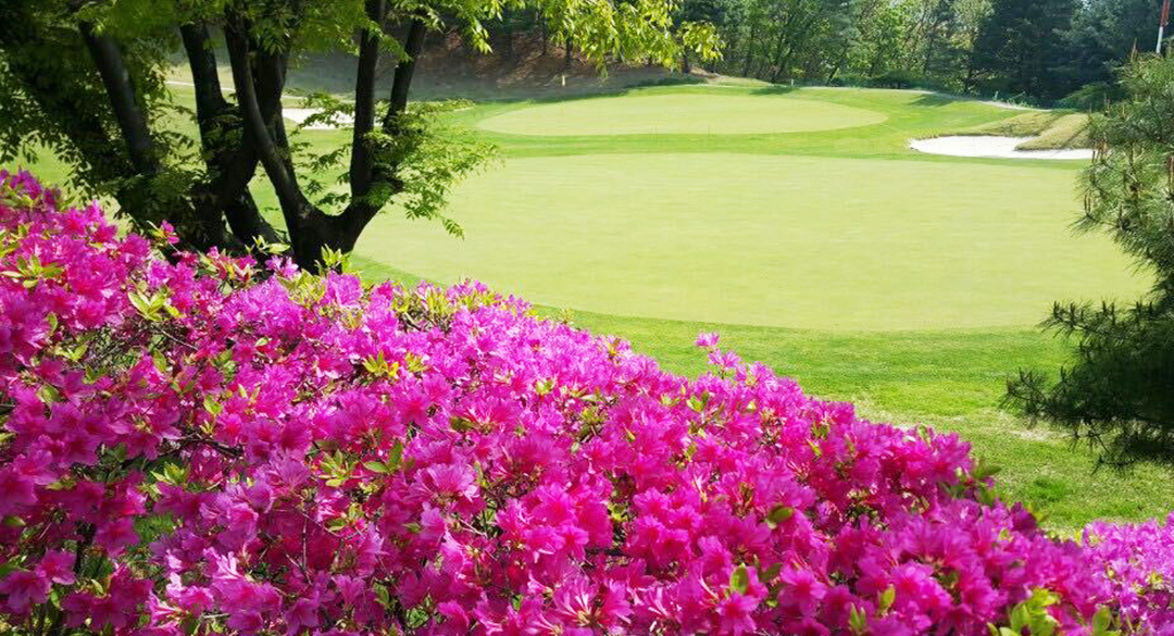 올림픽(P9) 골프장 예약 이미지 1